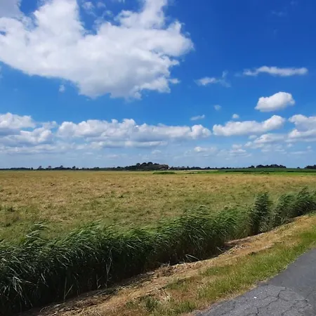 Lachmoewe